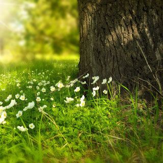 Kreislauf der Natur
